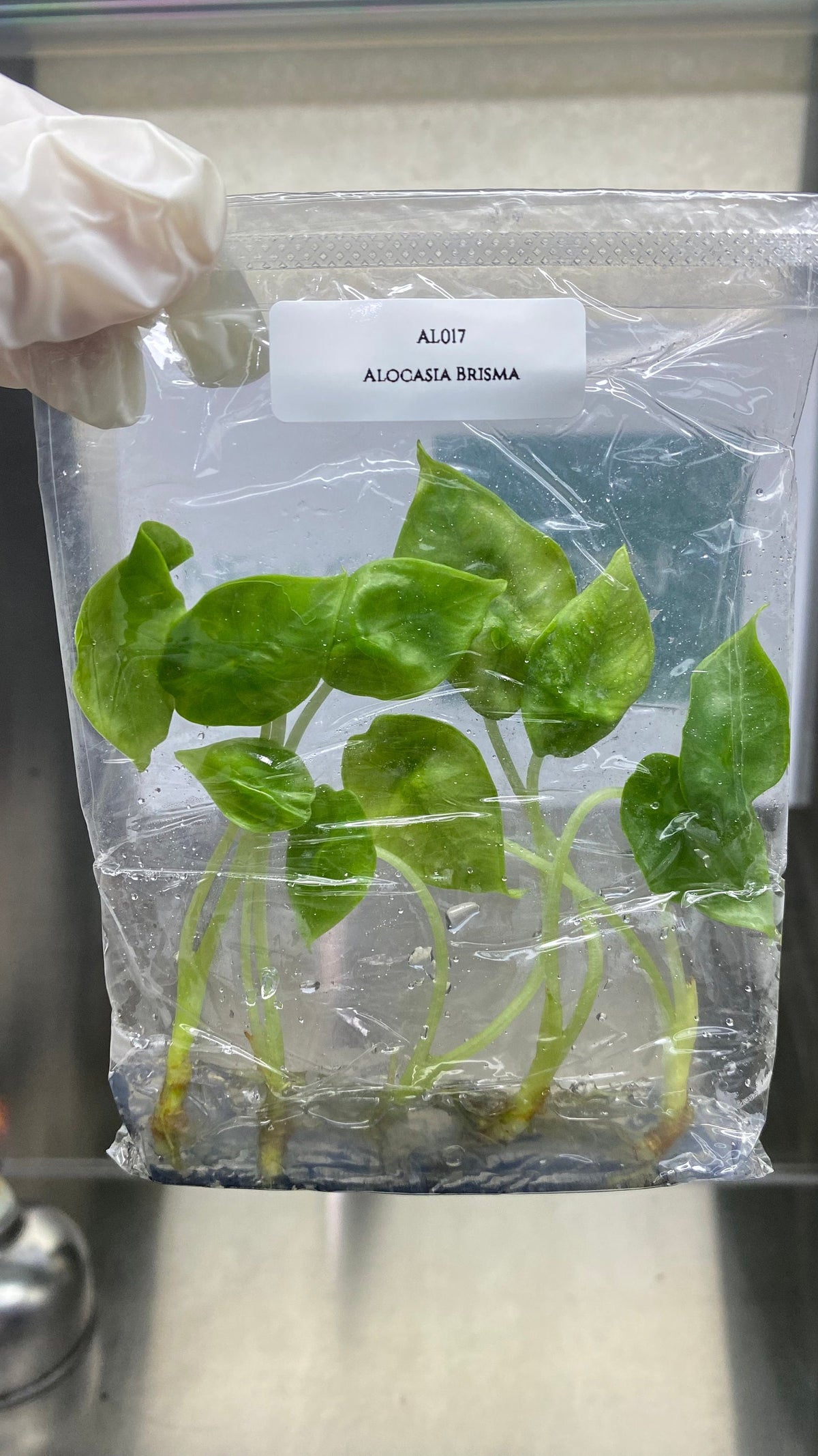 Alocasia Brisma (5 plantlets/bag) Tissue culture