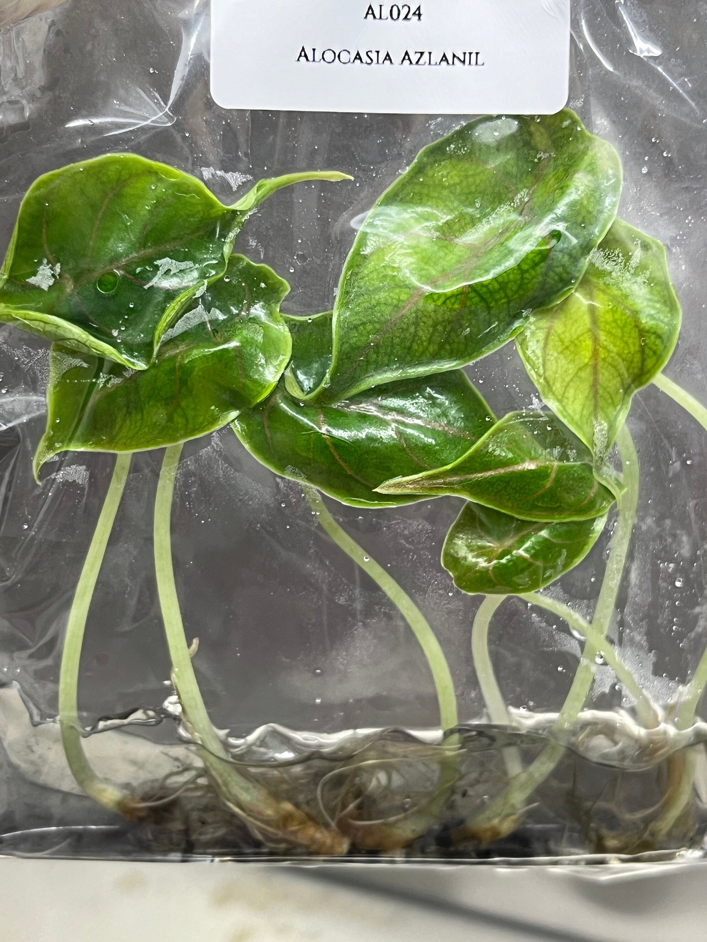 Alocasia Azlanii (5 plantlets/bag) Tissue culture
