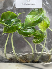 Alocasia Azlanii (5 plantlets/bag) Tissue culture