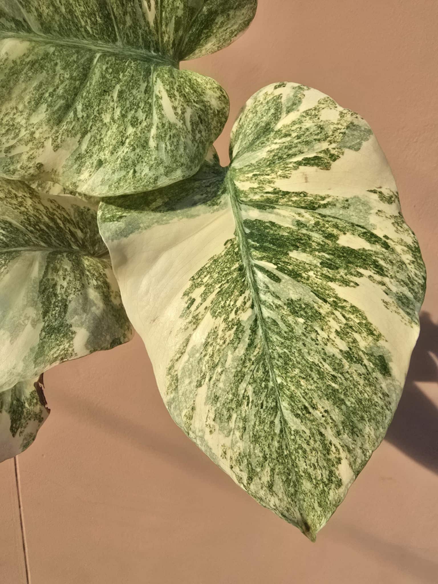 Monstera legacy Variegated  (1 plantlet/bag) Tissue culture