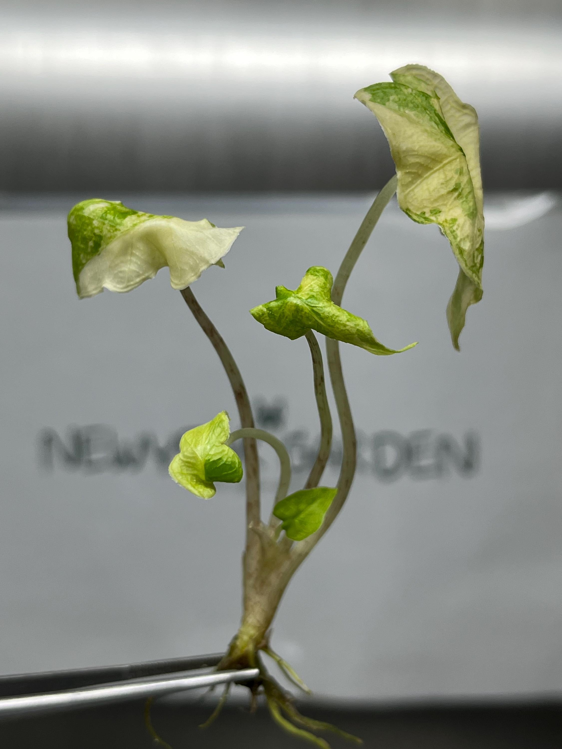Alocasia jacklyn Variegated (1 plantlet/bag) Tissue culture
