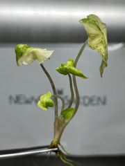 Alocasia jacklyn Variegated (1 plantlet/bag) Tissue culture
