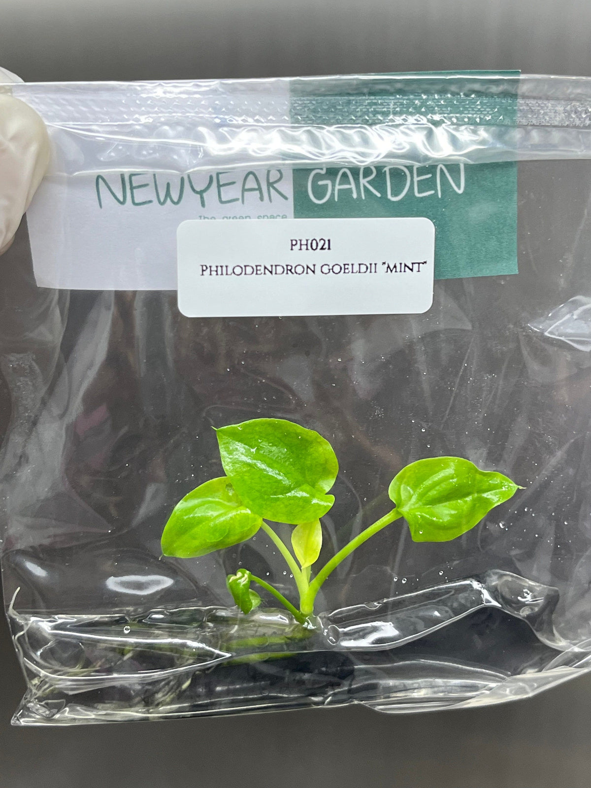 Philodendron goeldii "mint" (1 plantlet/bag) Tissue culture