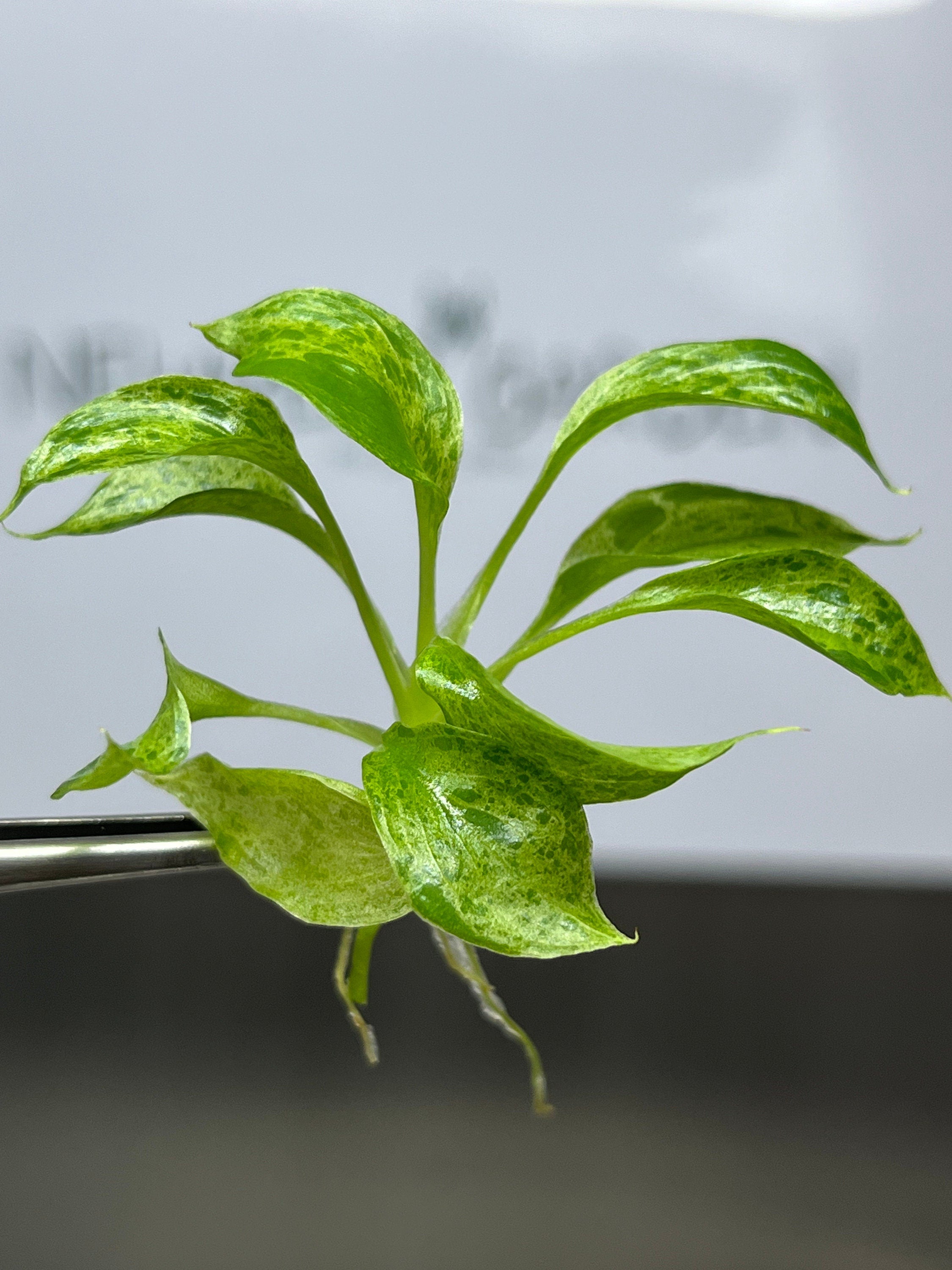 Philodendron paraiso verde (5 plantlets/bag) Tissue culture