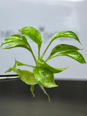 Philodendron paraiso verde (5 plantlets/bag) Tissue culture