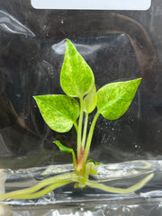 Anthurium 'Renaissance'Yellow Var. (1 plantlet/bag) Tissue culture