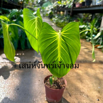 Homalomena Chan Chao Chom Tissue Culture (1 plant/bag)