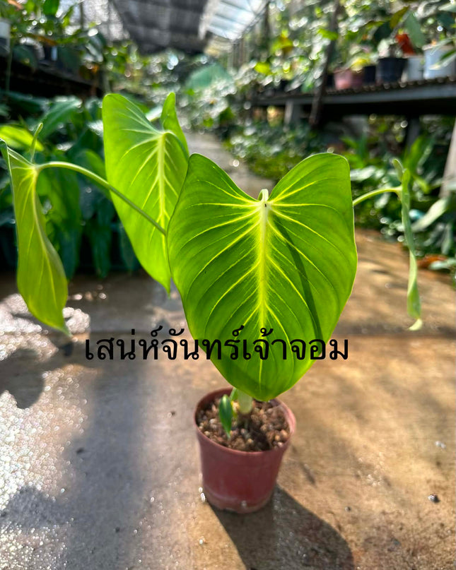 Homalomena Chan Chao Chom Tissue Culture (1 plant/bag)