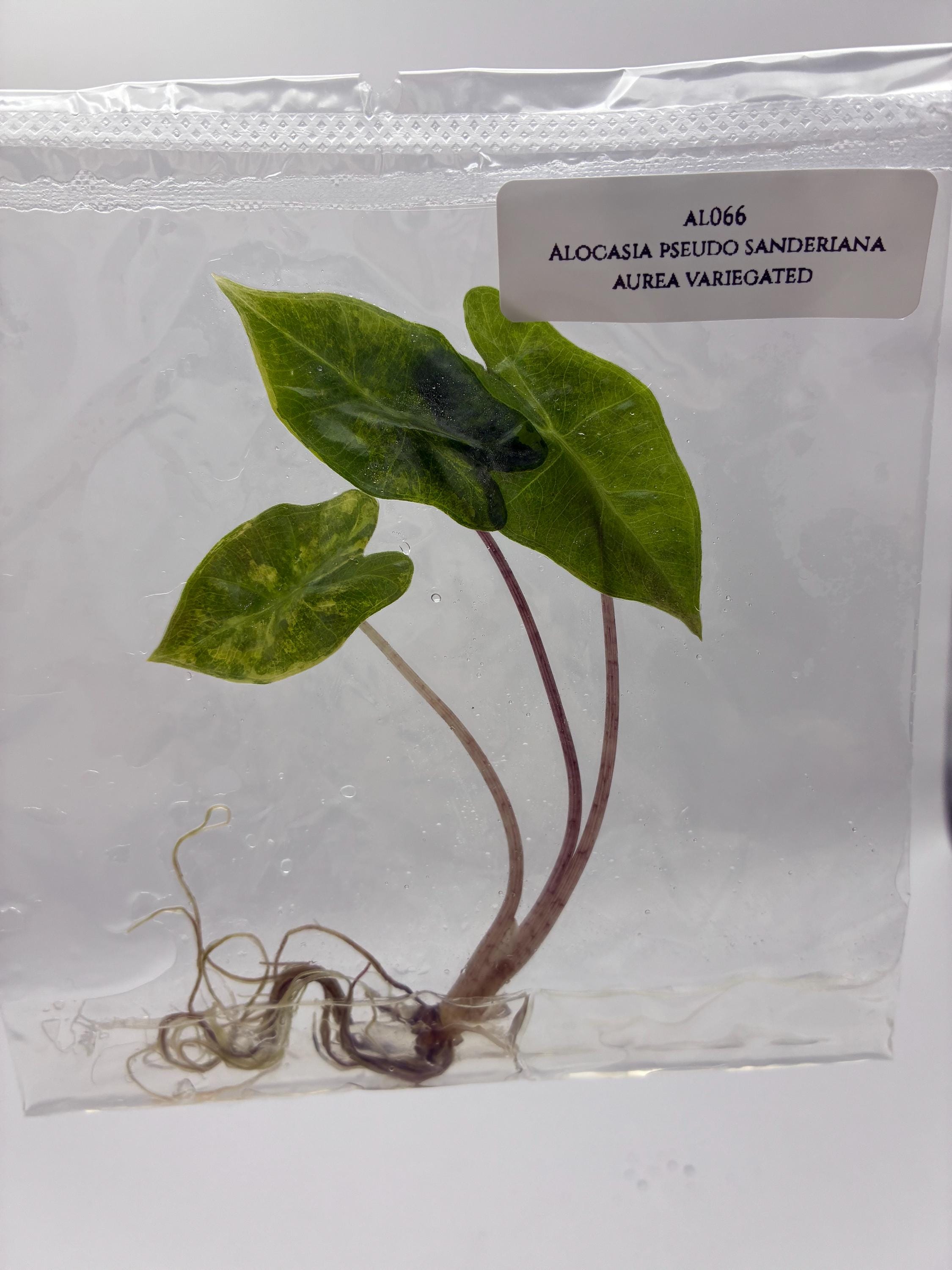 Alocasia Pseudo Sanderiana Aurea Variegated (1 plantlet/bag) Tissue culture