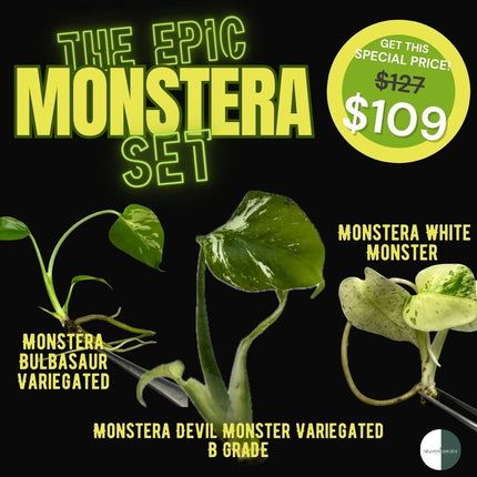 Special the Epic Monstera Set (3 items/set)
