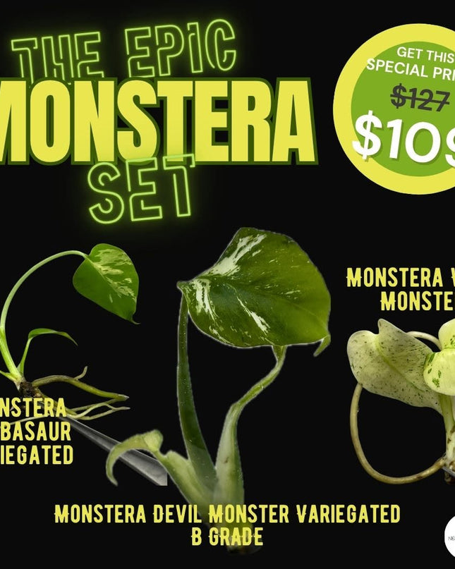 Special the Epic Monstera Set (3 items/set)
