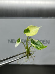 Alocasia Platinum Variegated (1 plantlet/bag) (B GRADE) Tissue culture