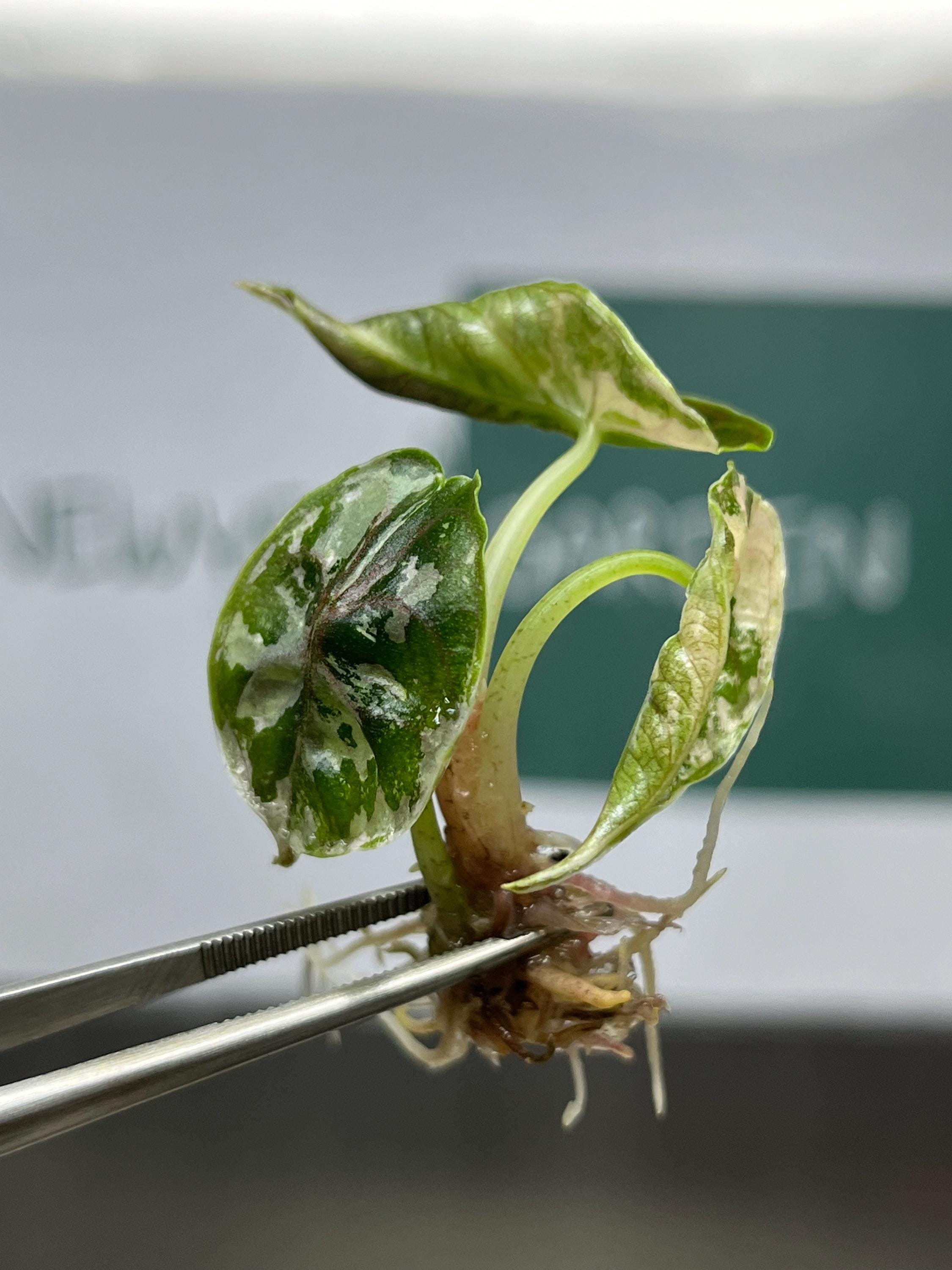 Alocasia Azlanii Variegated (Pink-Albo) (1 plantlet/bag) Tissue culture