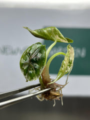 Alocasia Azlanii Variegated (Pink-Albo) (1 plantlet/bag) Tissue culture