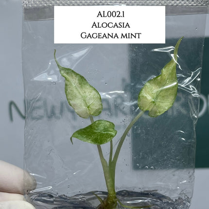 Alocasia Gageana Mint Tissue Culture (1 plant/bag) (1-2 leaves)