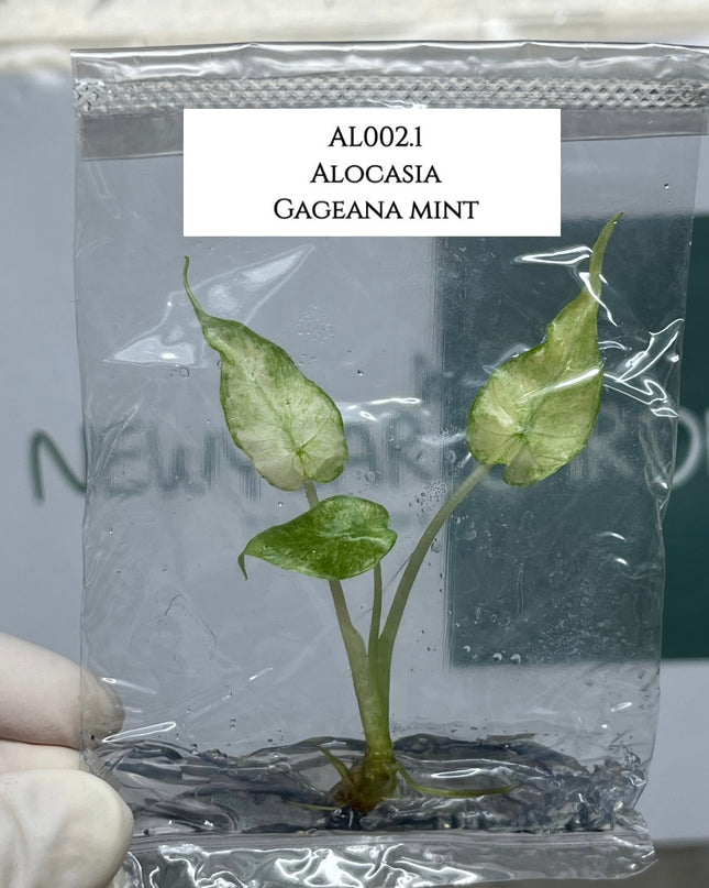 Alocasia Gageana Mint Tissue Culture (1 plant/bag) (1-2 leaves)