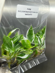 Philodendron white princess Variegated (5 plantlets/bag) Tissue culture