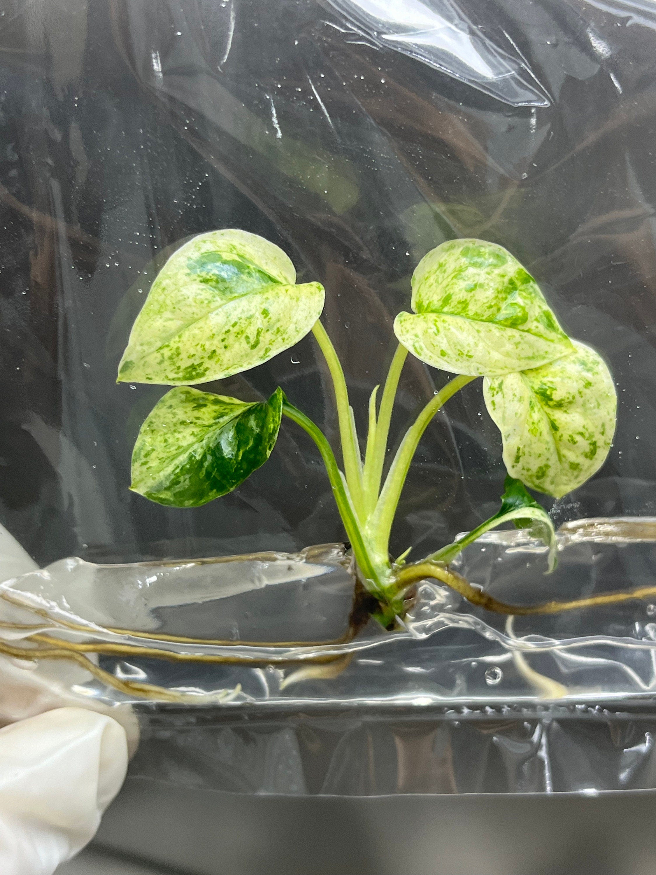 Epipremnum Sp Bali Variegated (Hanoman) (1 plantlet/bag) Tissue culture
