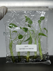 Alocasia Tiny Dancer (5 plantlets/bag)Tissue culture