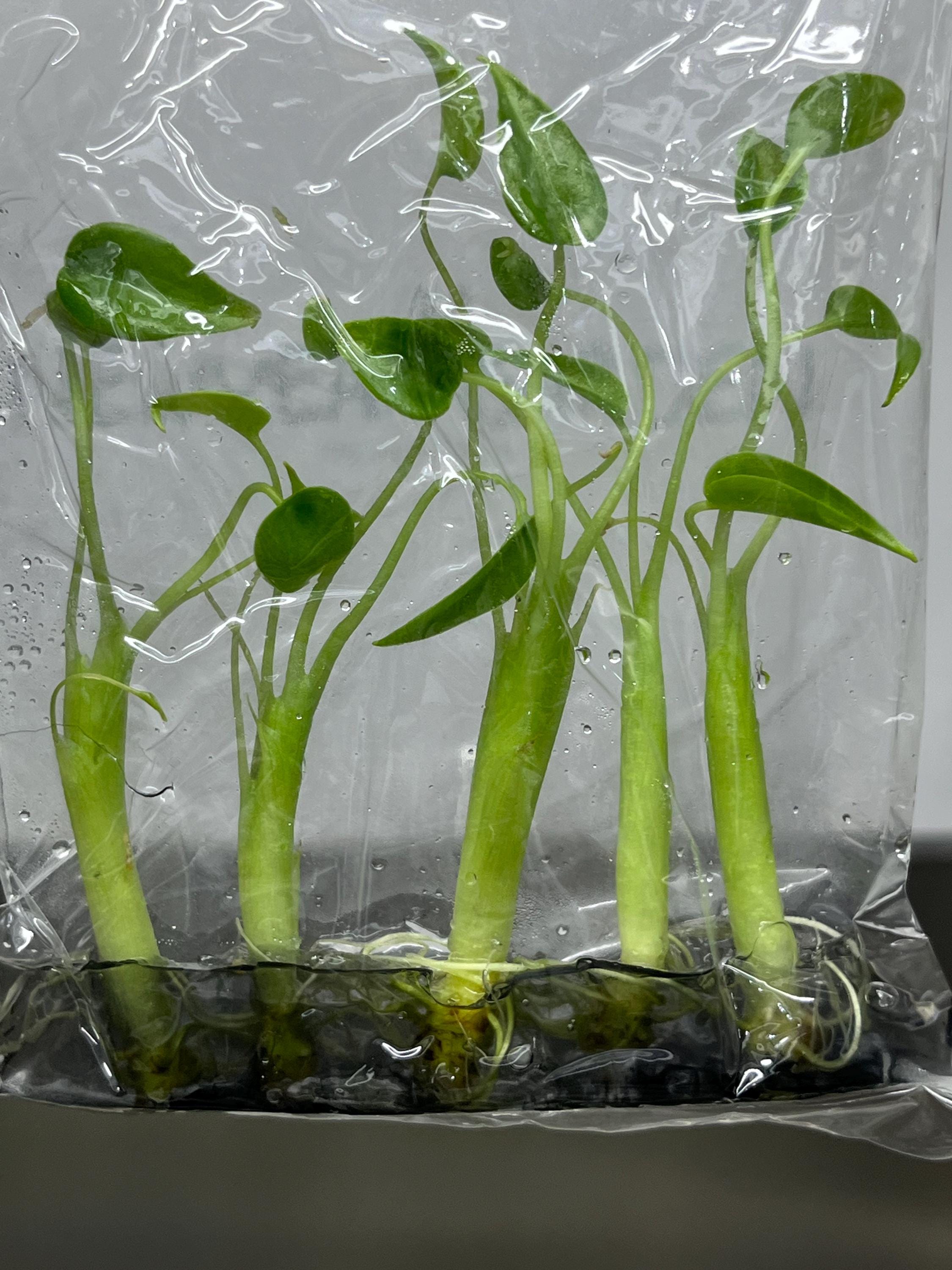 Alocasia Tiny Dancer (5 plantlets/bag)Tissue culture