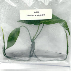 Anthurium moonenii (1 plant/bag) Tissue culture