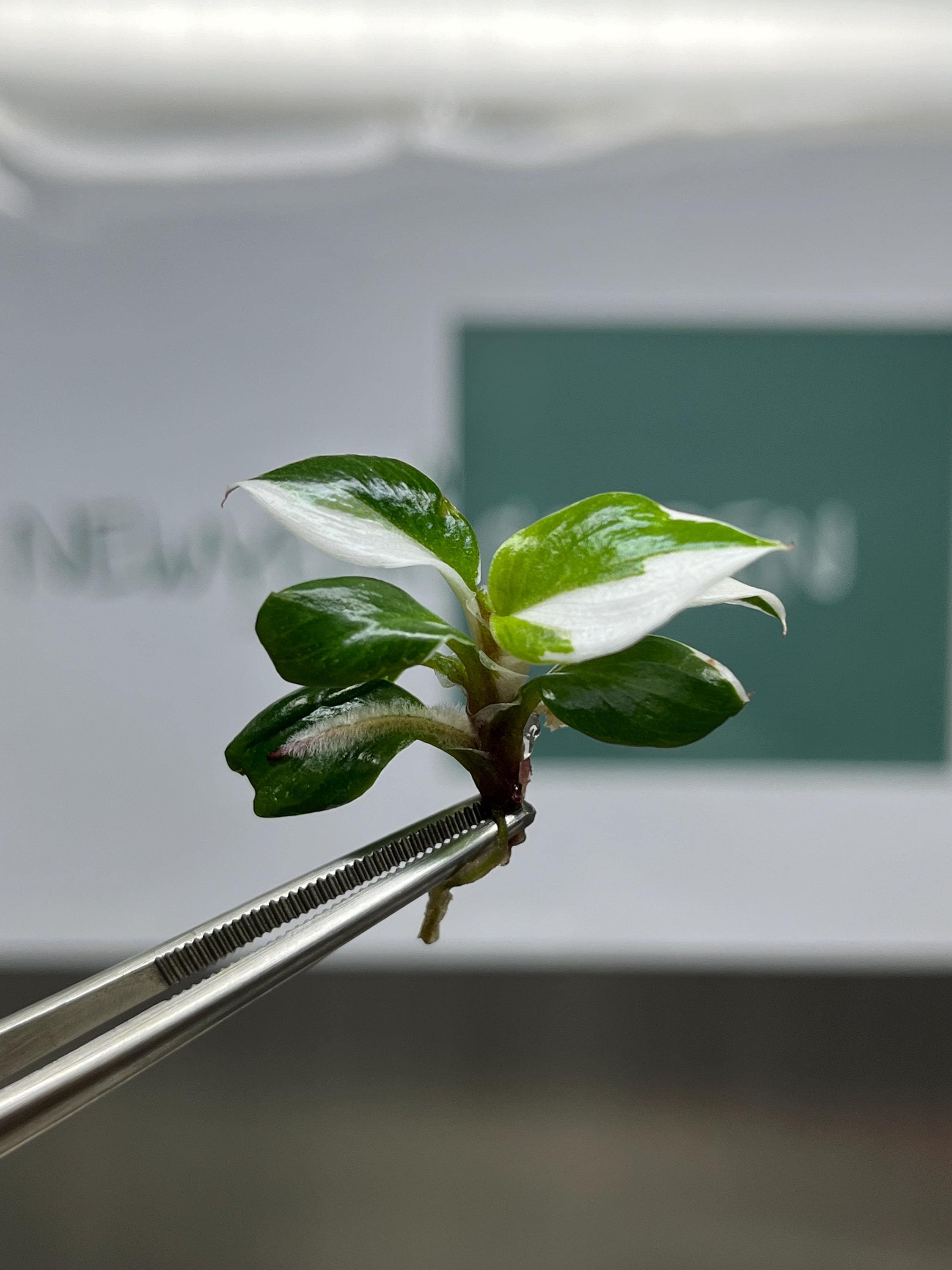 Philodendron white knight Variegated (5 plantlets/bag) Tissue culture