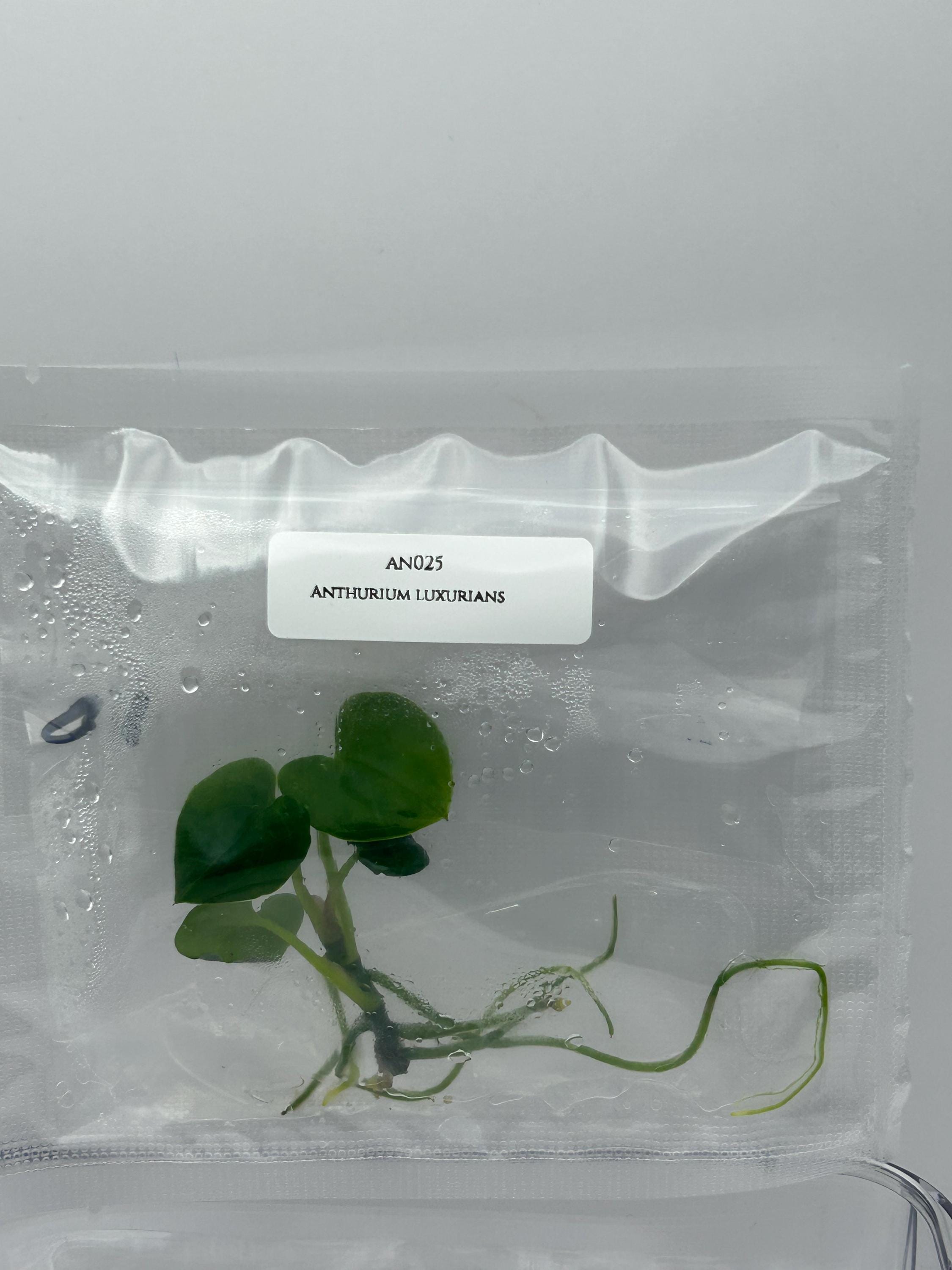 Anthurium luxurians (1 plant/bag) Tissue culture