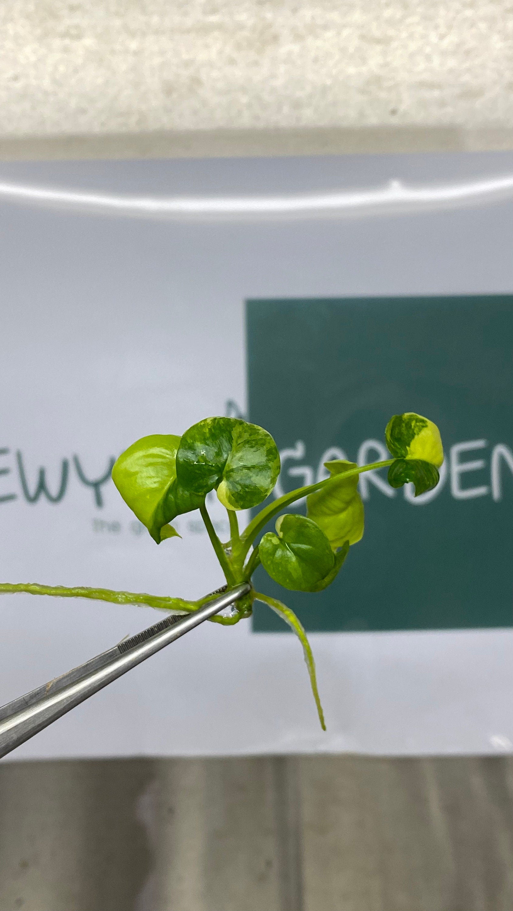 Philodendron goeldii variegated (1 plantlet/bag) Tissue culture