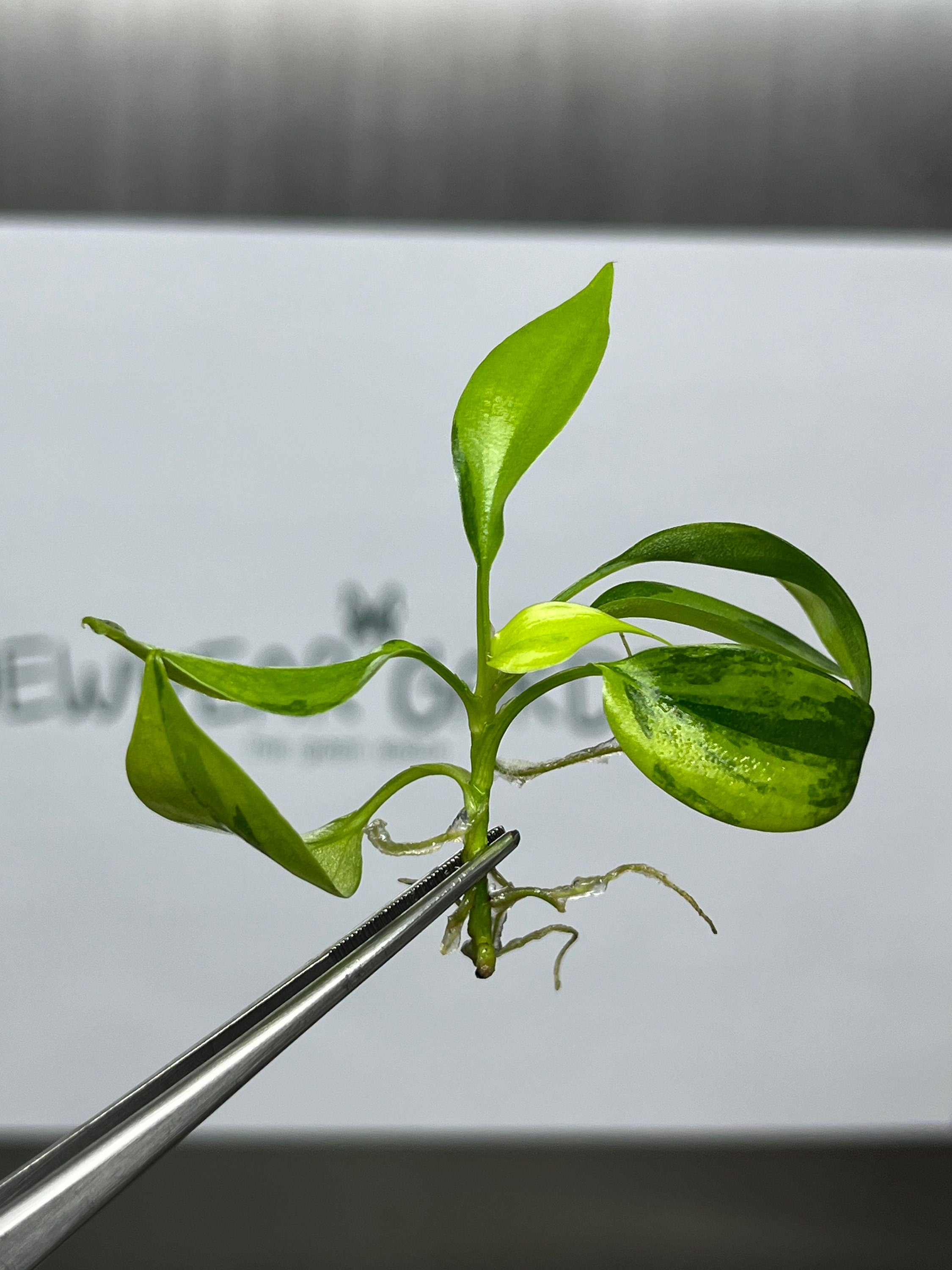 Philodendron florida beauty Variegated (1 plantlet/bag) Tissue culture