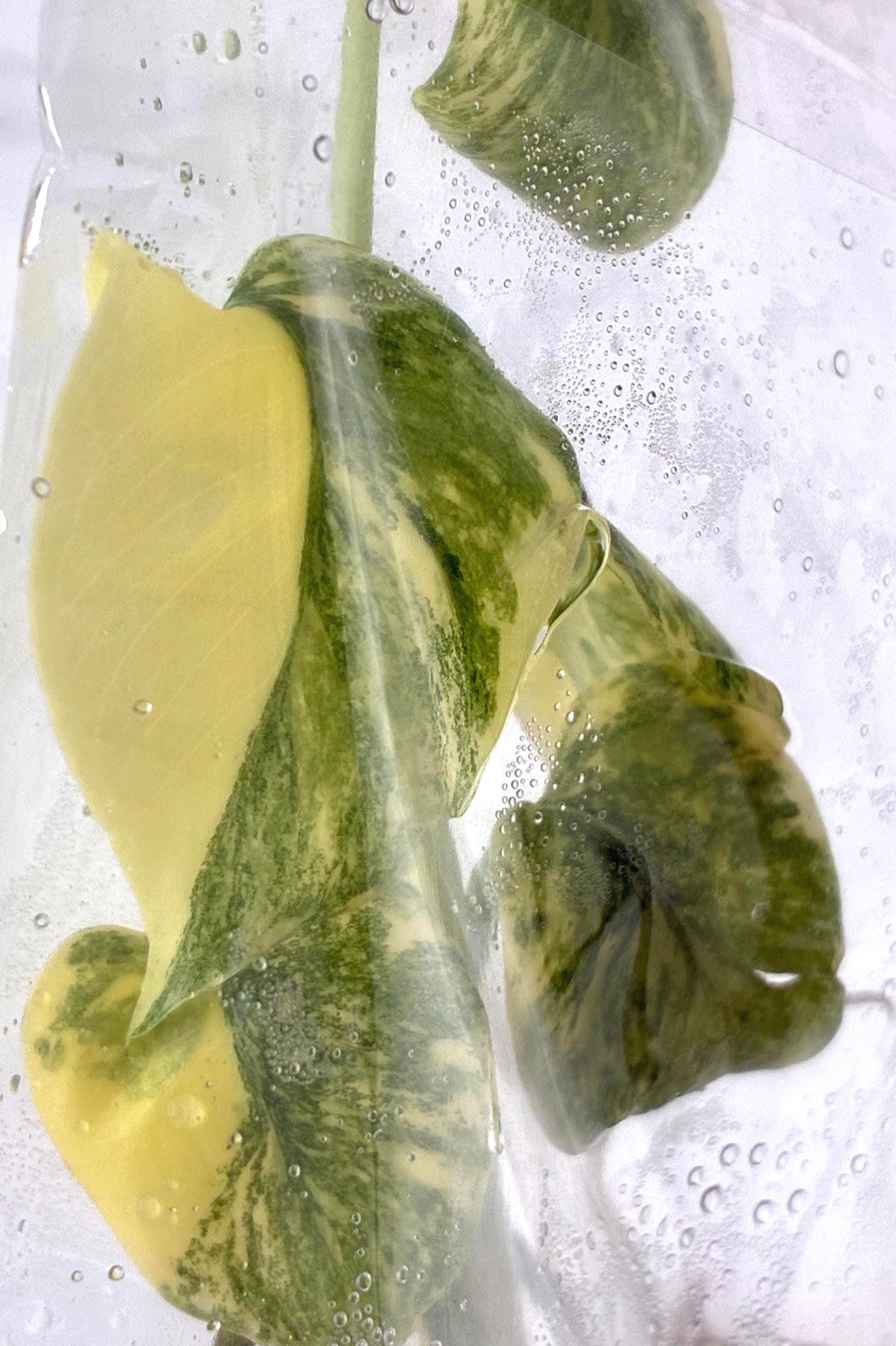Monstera legacy Variegated  (1 plantlet/bag) Tissue culture