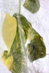 Monstera legacy Variegated  (1 plantlet/bag) Tissue culture