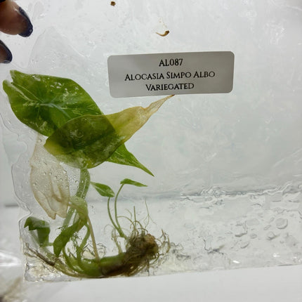 SALE 50% OFF Alocasia Simpo Albo Variegated Tissue Culture (1 item/bag)