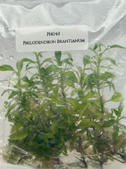 Philodendron Brantianum (5 plantlets/bag) Tissue culture