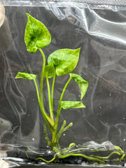 Anthurium Hookeri variegated (1 plantlet/bag) Tissue culture
