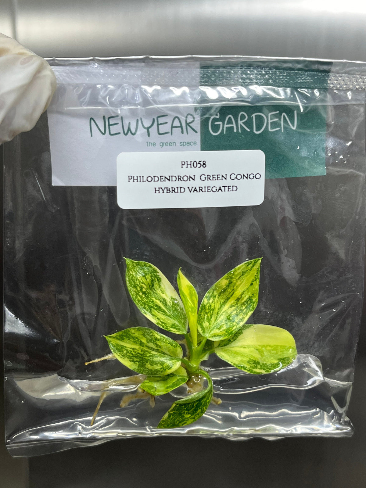 Philodendron Green Congo hybrid Var. (1 plantlet/bag) Tissue culture