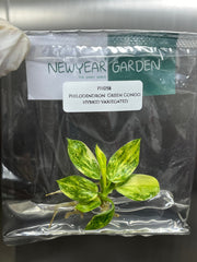 Philodendron Green Congo hybrid Var. (1 plantlet/bag) Tissue culture