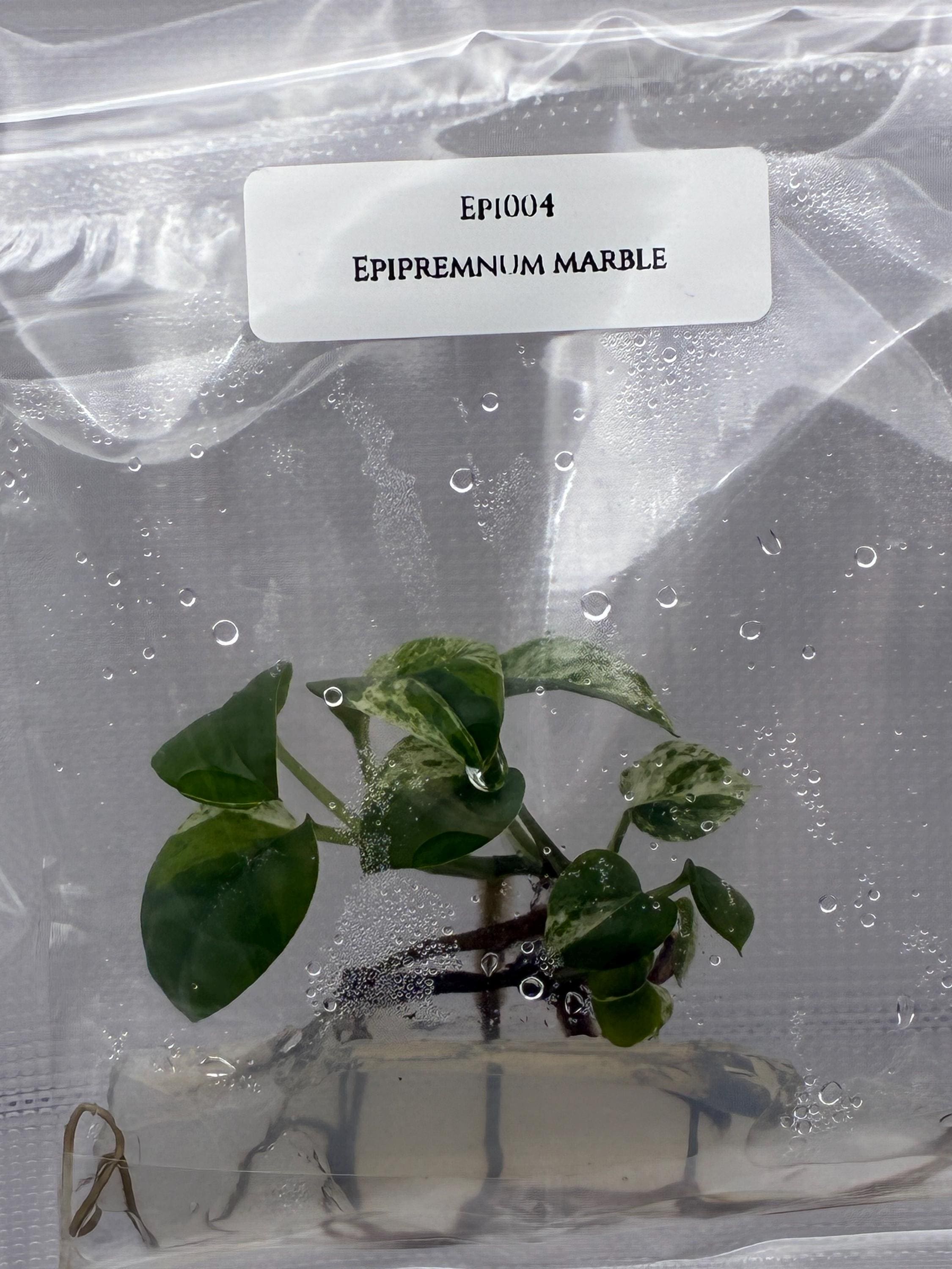 Epipremnum Marble (1 plantlet/bag) Tissue culture