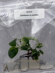 Epipremnum Marble (1 plantlet/bag) Tissue culture