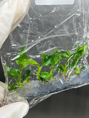 Philodendron Majestic (5 plantlets/bag) Tissue culture