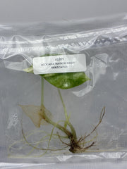 Alocasia 'Nairobi Night' Variegated (1 plantlet/bag) Tissue culture