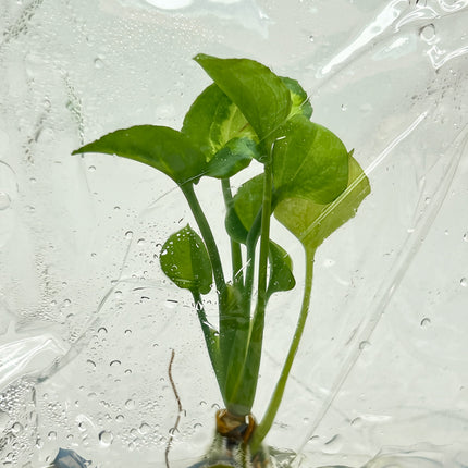 Syngonium Eclipse Tissue Culture (5 plants/bag)
