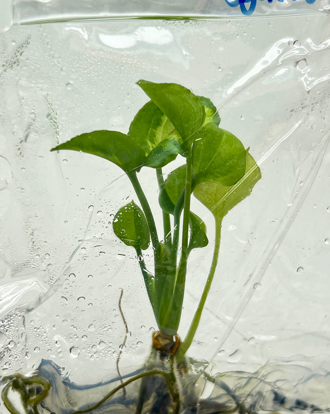 Syngonium Eclipse Tissue Culture (5 plants/bag)