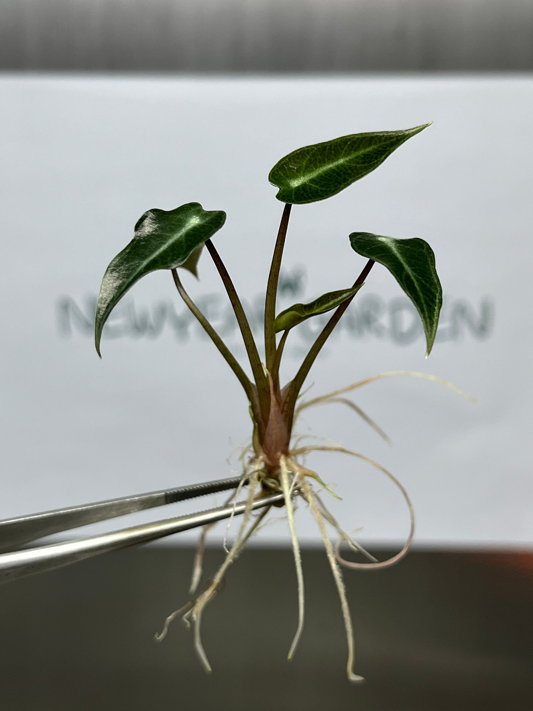 Alocasia Bambino (5 plantlets/bag) Tissue culture