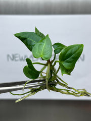 Anthurium Clarinervinum (1 plantlet/bag) Tissue culture