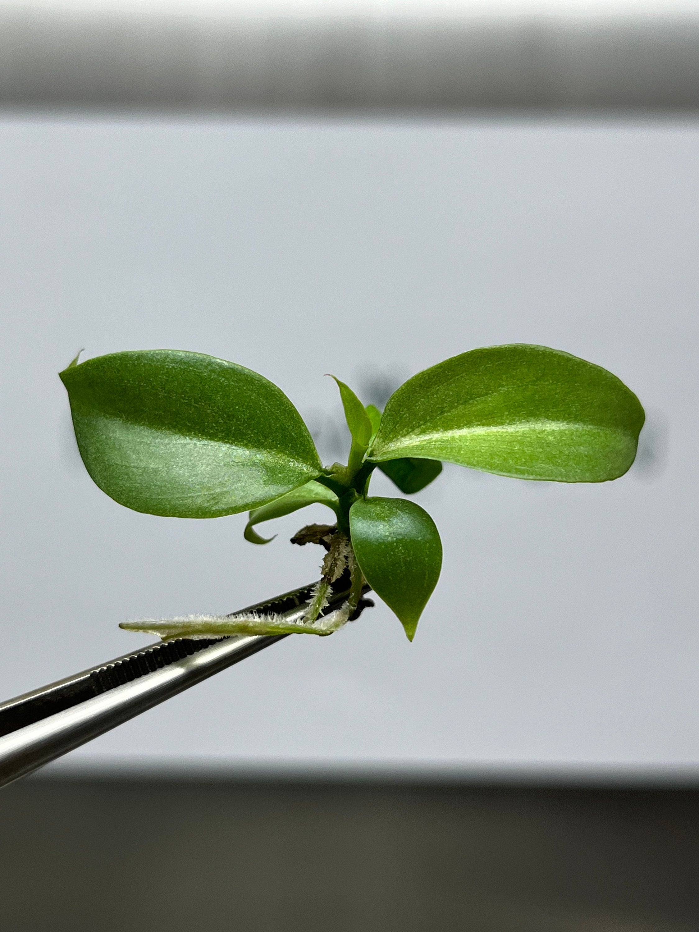 Philodendron gloriosum pink back (5 plantlets/bag) Tissue culture
