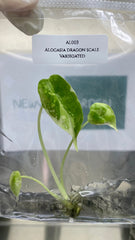 Alocasia dragon scale Variegated (1 plantlet/bag) Tissue culture