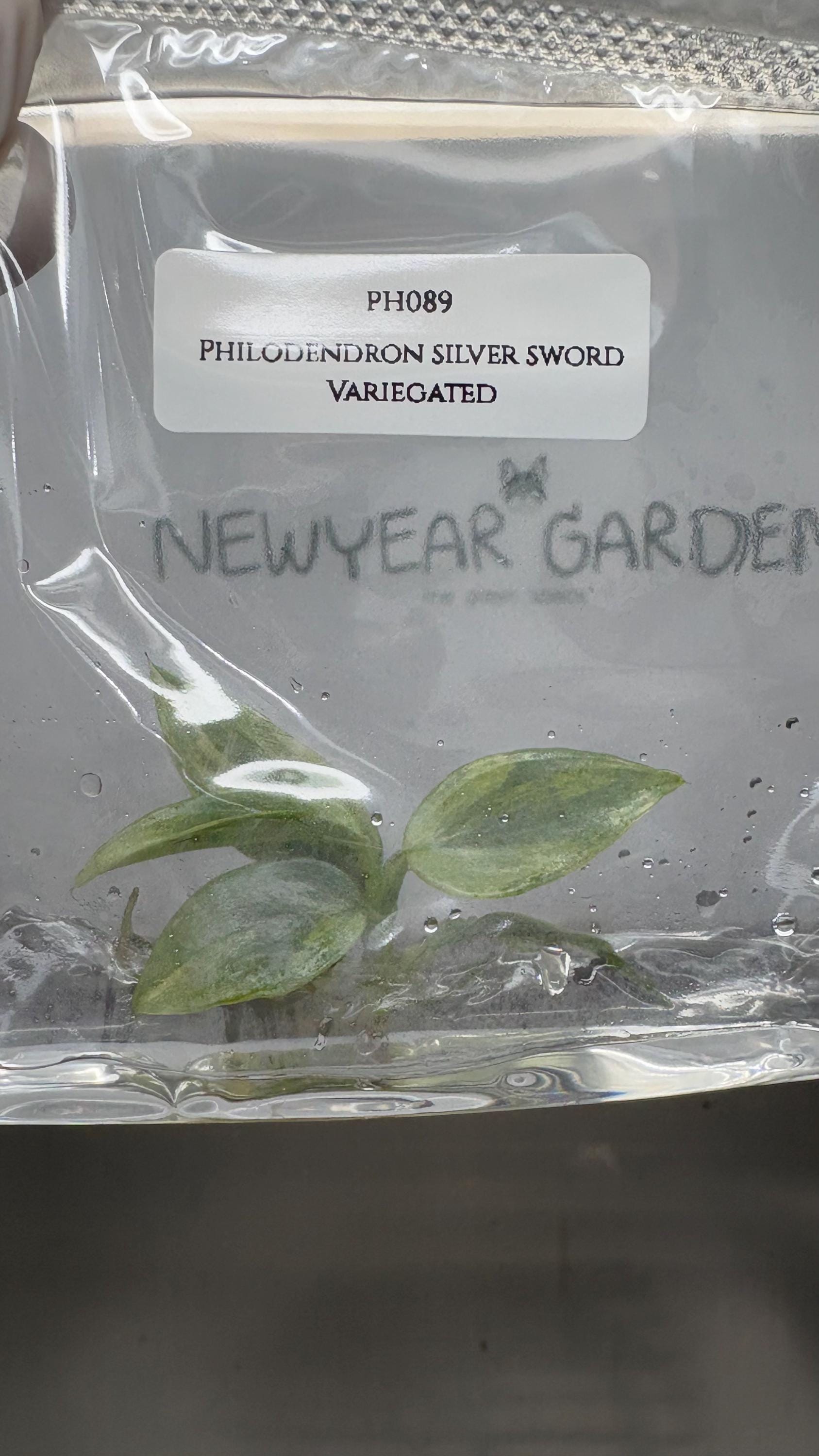 Philodendron silver sword Variegated (1 plantlet/bag) Tissue culture