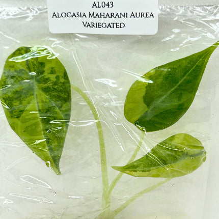 SALE 35% Alocasia Maharani Aurea Variegated Tissue Culture (1 item/bag) (1-2 leaves)