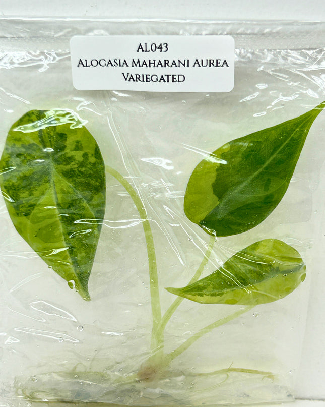 SALE 35% Alocasia Maharani Aurea Variegated Tissue Culture (1 item/bag) (1-2 leaves)