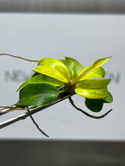 Philodendron orange marmalade (1 plantlet/bag) Tissue culture